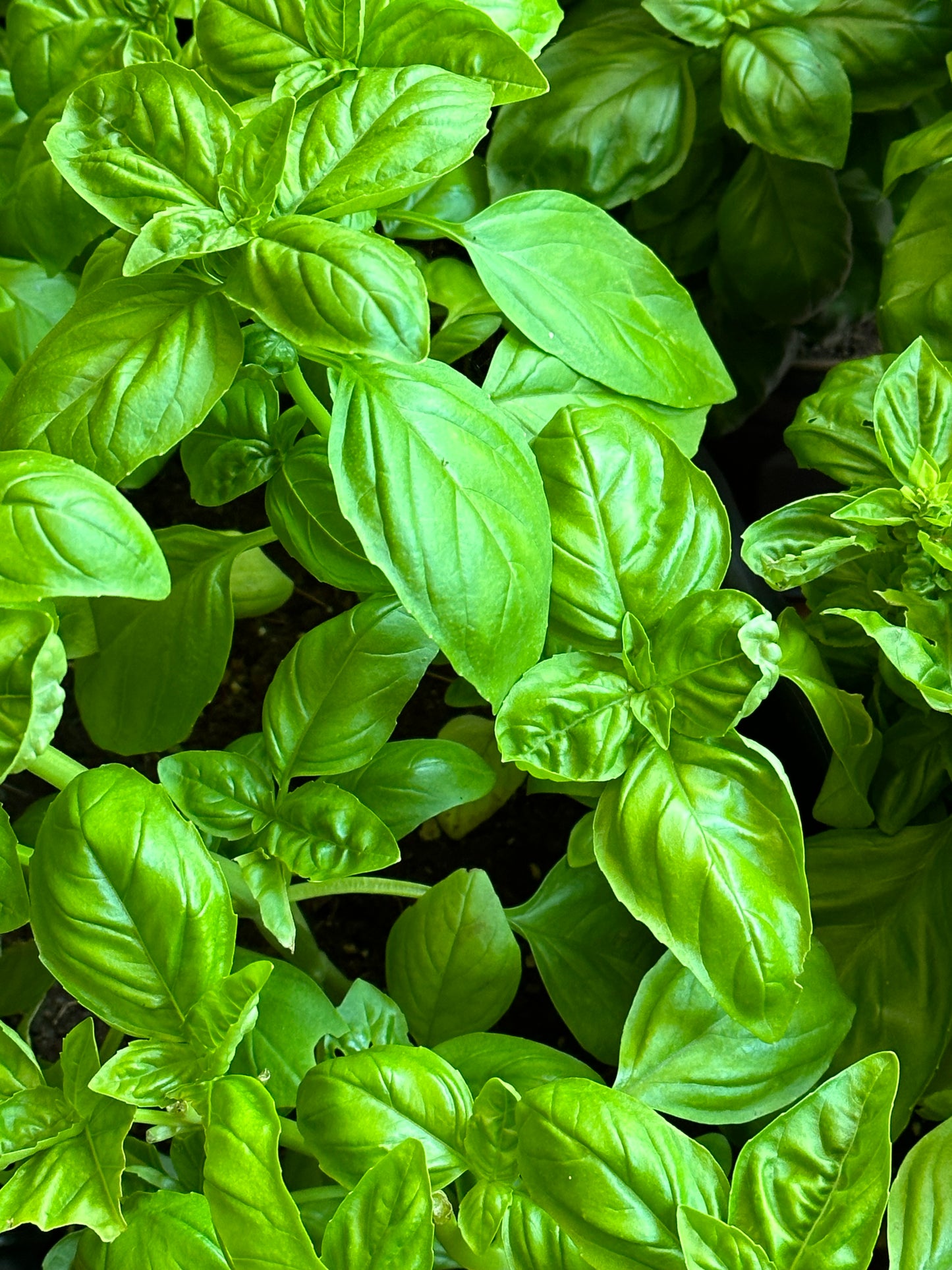Herb Plants