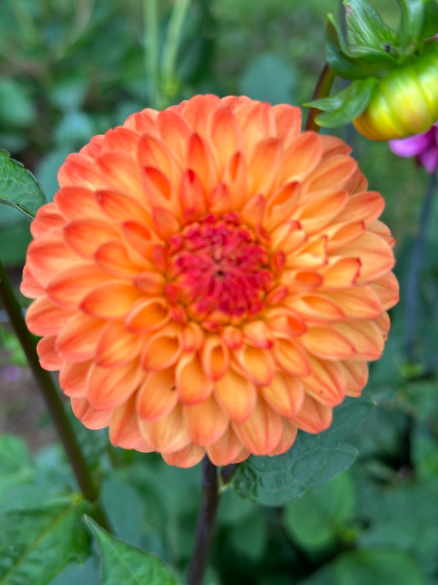Fresh Flowers ( When In Season)