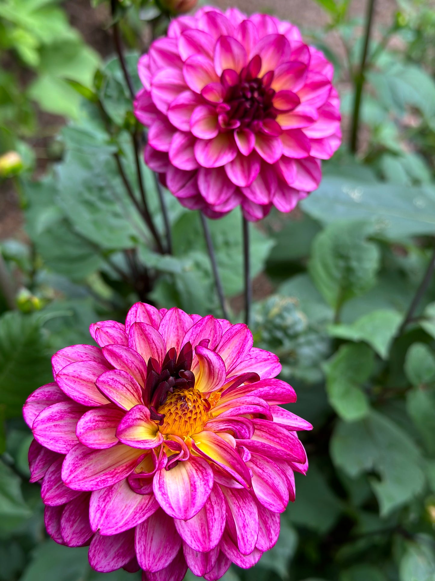 Fresh Flowers ( When In Season)