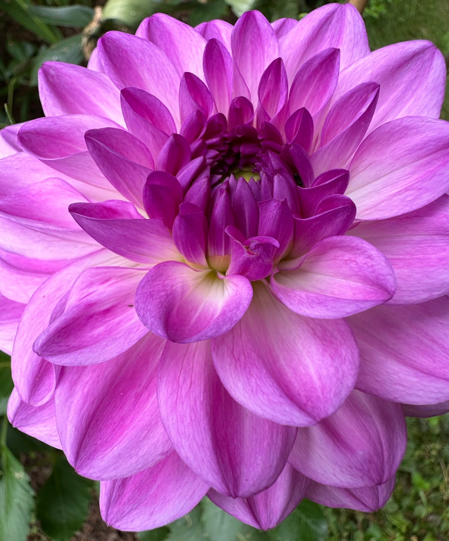 Fresh Flowers ( When In Season)
