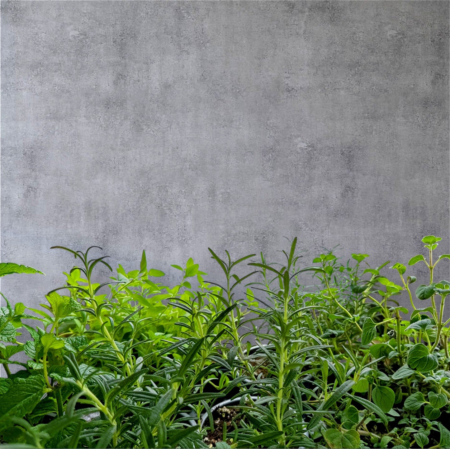 Herb Plants