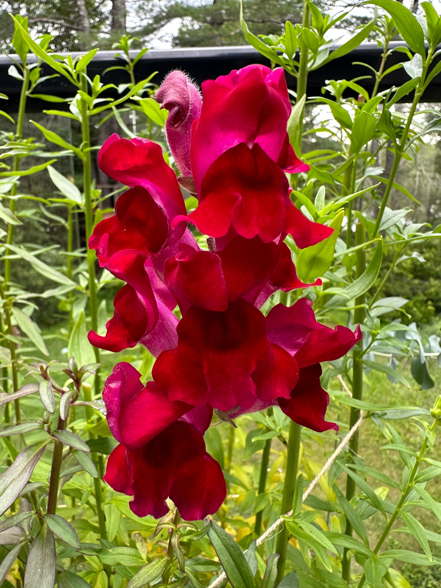 Fresh Flowers ( When In Season)