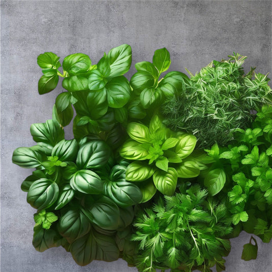 Herb Plants